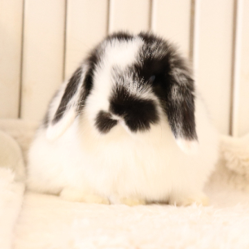 animal_image
