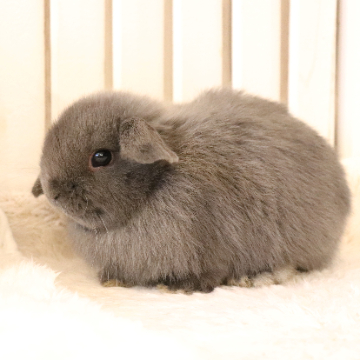 animal_image