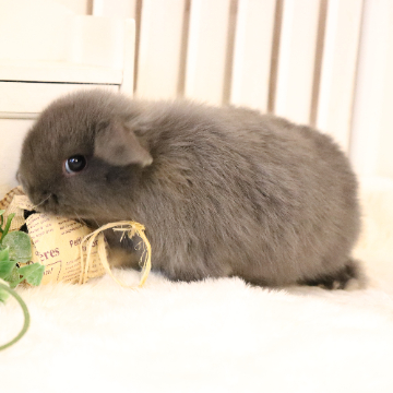animal_image