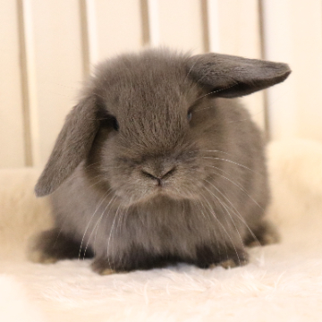 animal_image