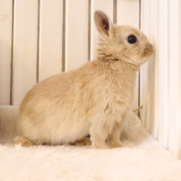 animal_image