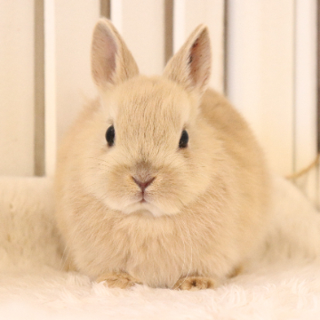 animal_image