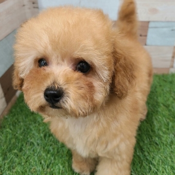 animal_image