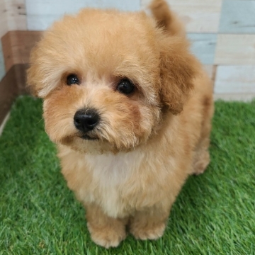 animal_image