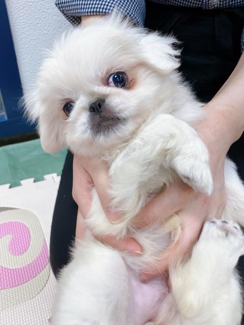 animal_image