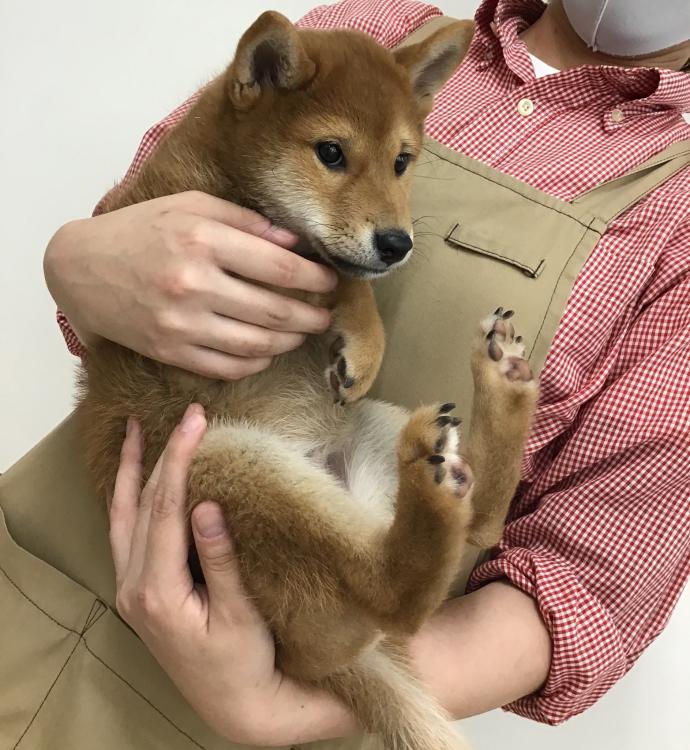 animal_image