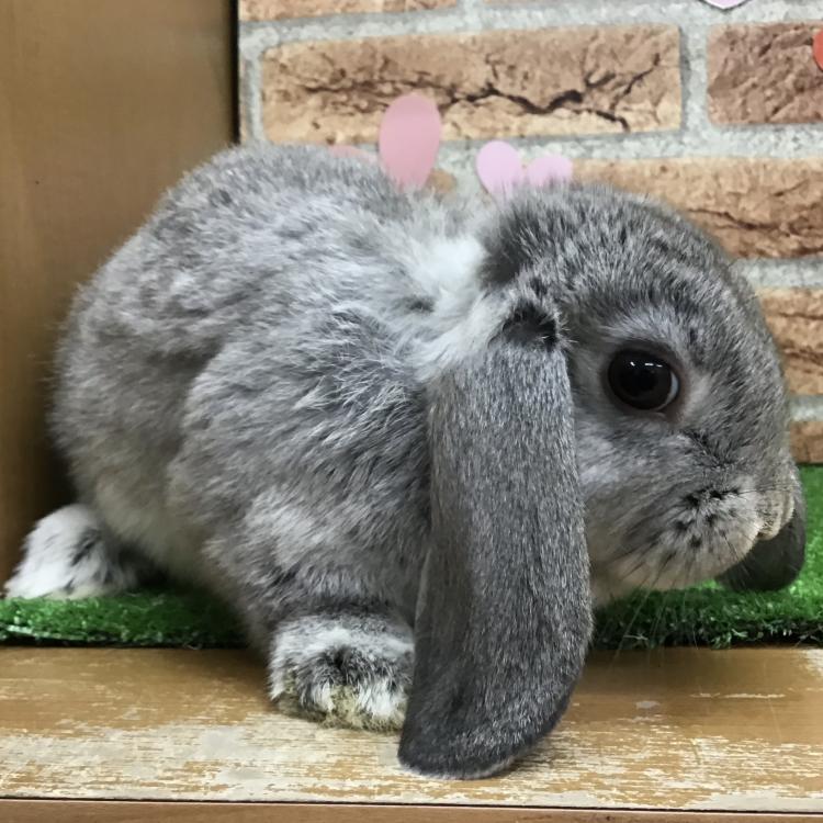 animal_image