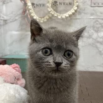 animal_image