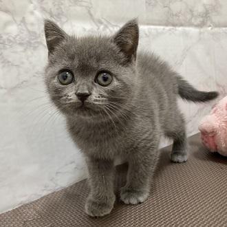 animal_image