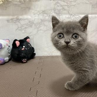 animal_image