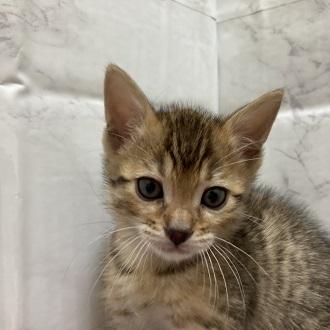 animal_image