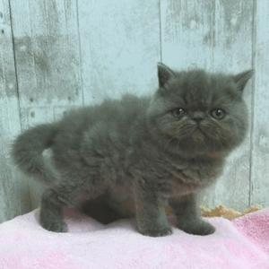 animal_image