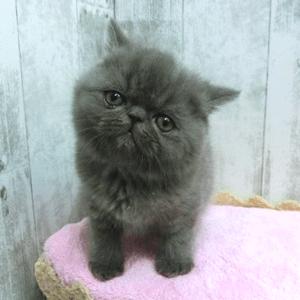 animal_image