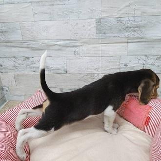 animal_image