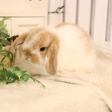 animal_image