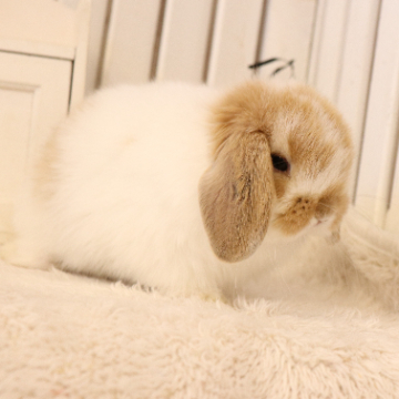 animal_image