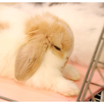 animal_image