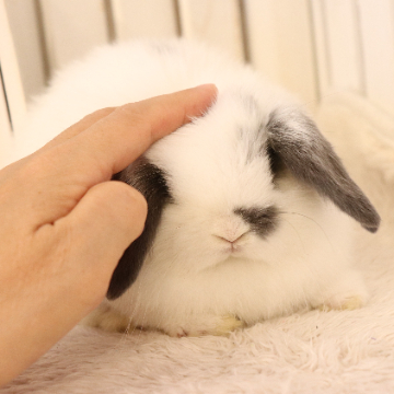 animal_image