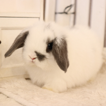 animal_image