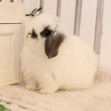 animal_image