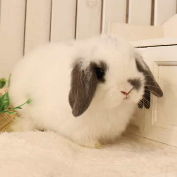 animal_image