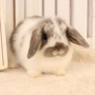 animal_image