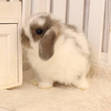 animal_image