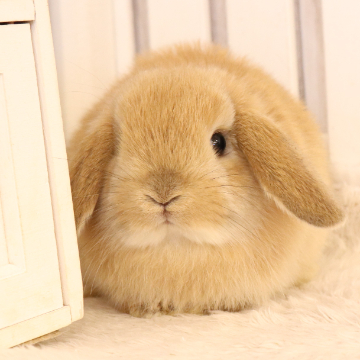animal_image