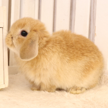 animal_image