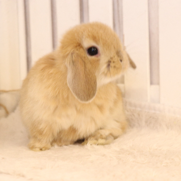 animal_image