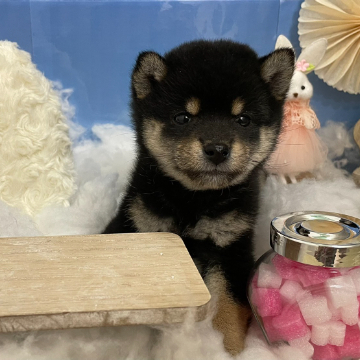 animal_image