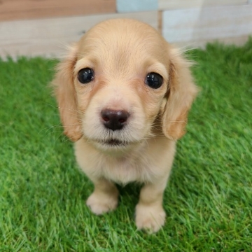 animal_image