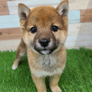 animal_image