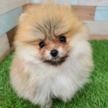 animal_image
