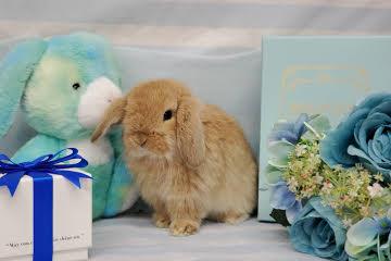 animal_image