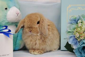 animal_image