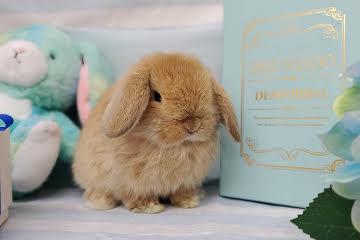 animal_image