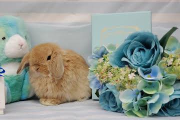 animal_image