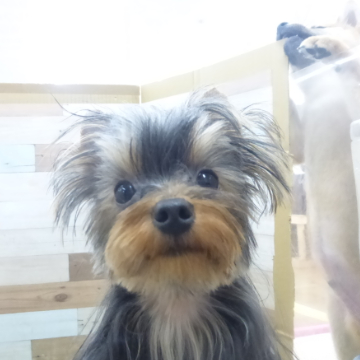 animal_image