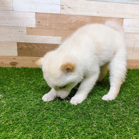 animal_image