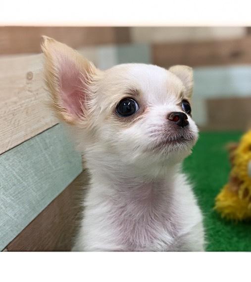 animal_image