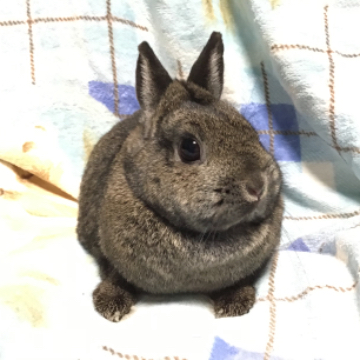 animal_image