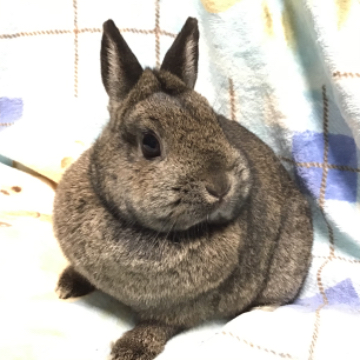 animal_image