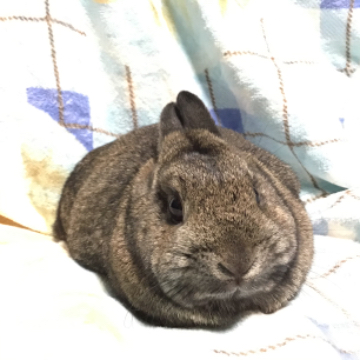 animal_image