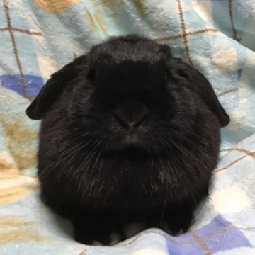 animal_image