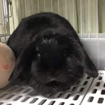 animal_image