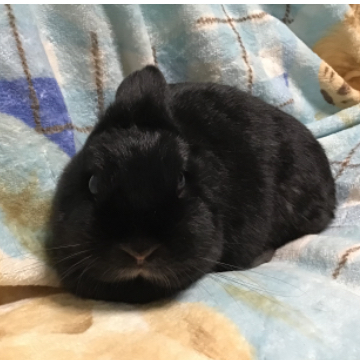 animal_image