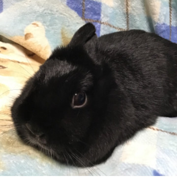 animal_image