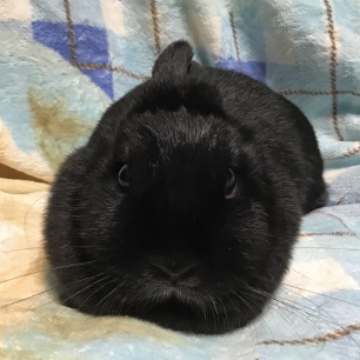 animal_image