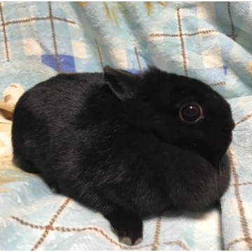 animal_image